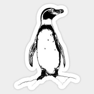 African penguin Sticker